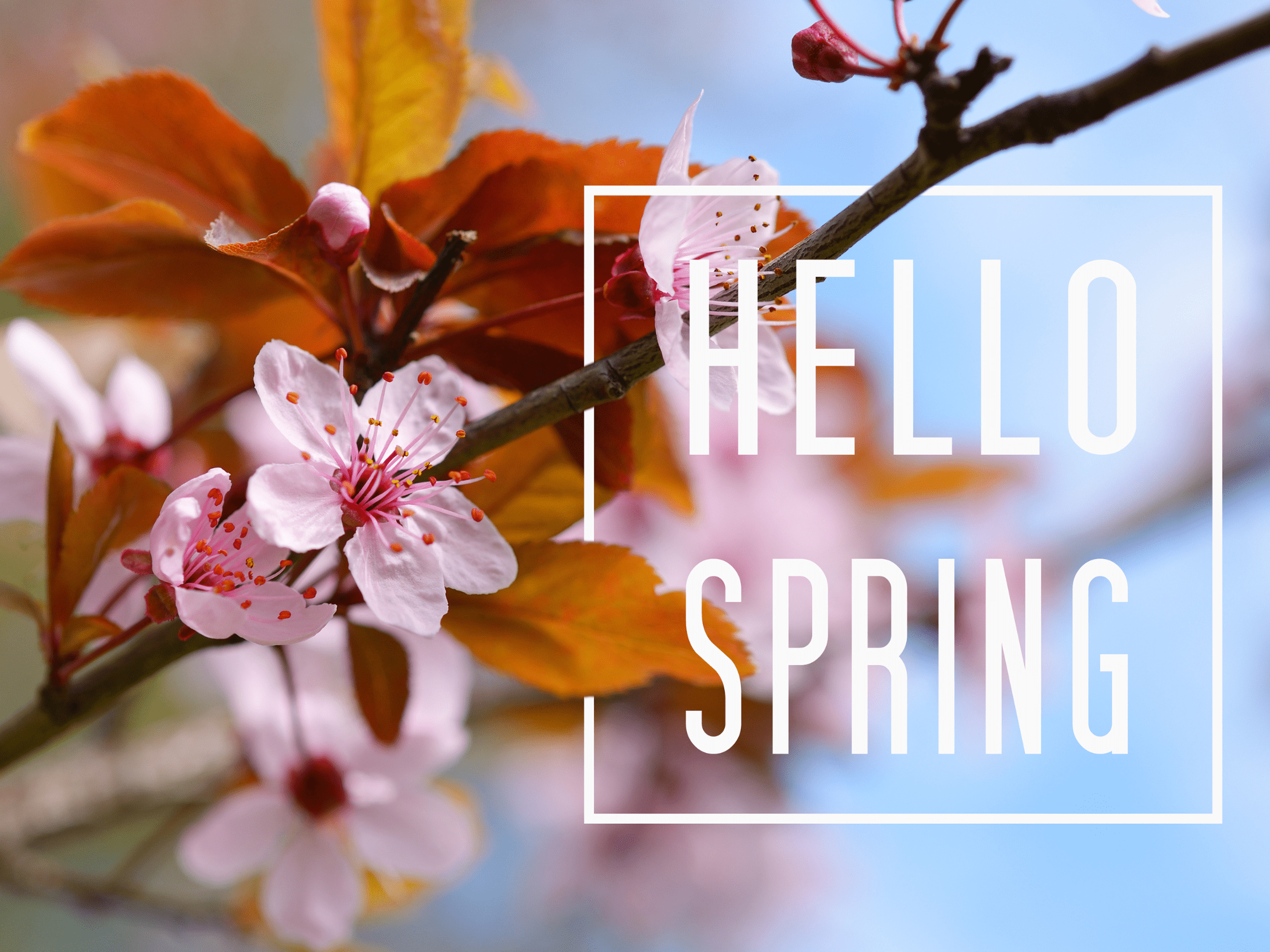 Why Spring is the Best Season: A Celebration of Renewal and Growth
